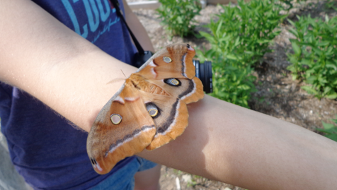 Moths: The romantic creatures of the night