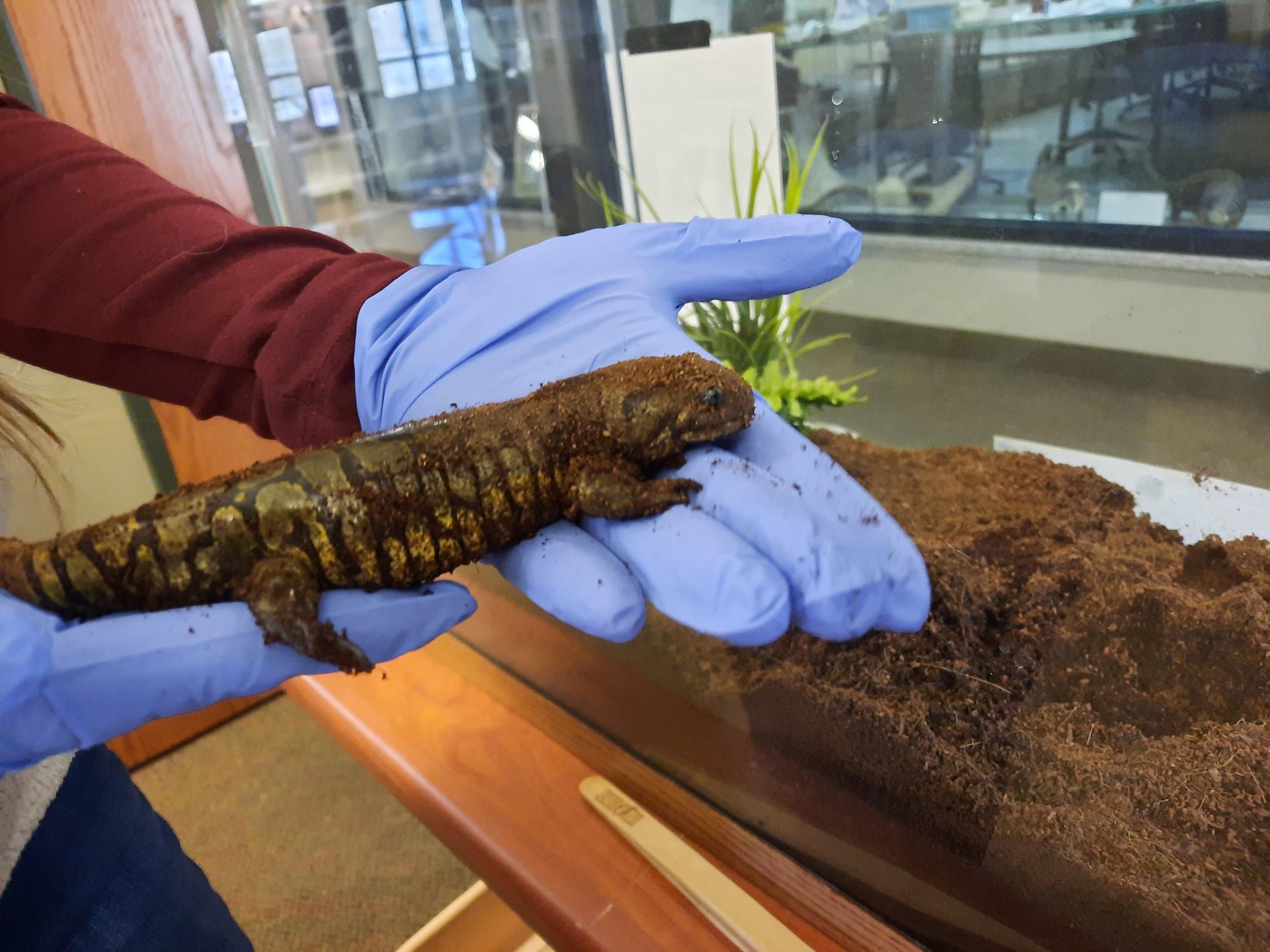 Salamander Migration Initiative invites community to assist local species