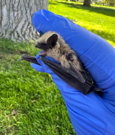 Cheney International Center goes batty